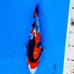 GOOD SHOWA GINRIN