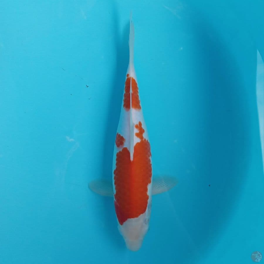 KOHAKU 30CM