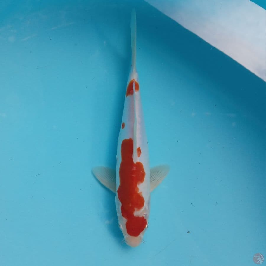 DOITSU KOHAKU 24CM