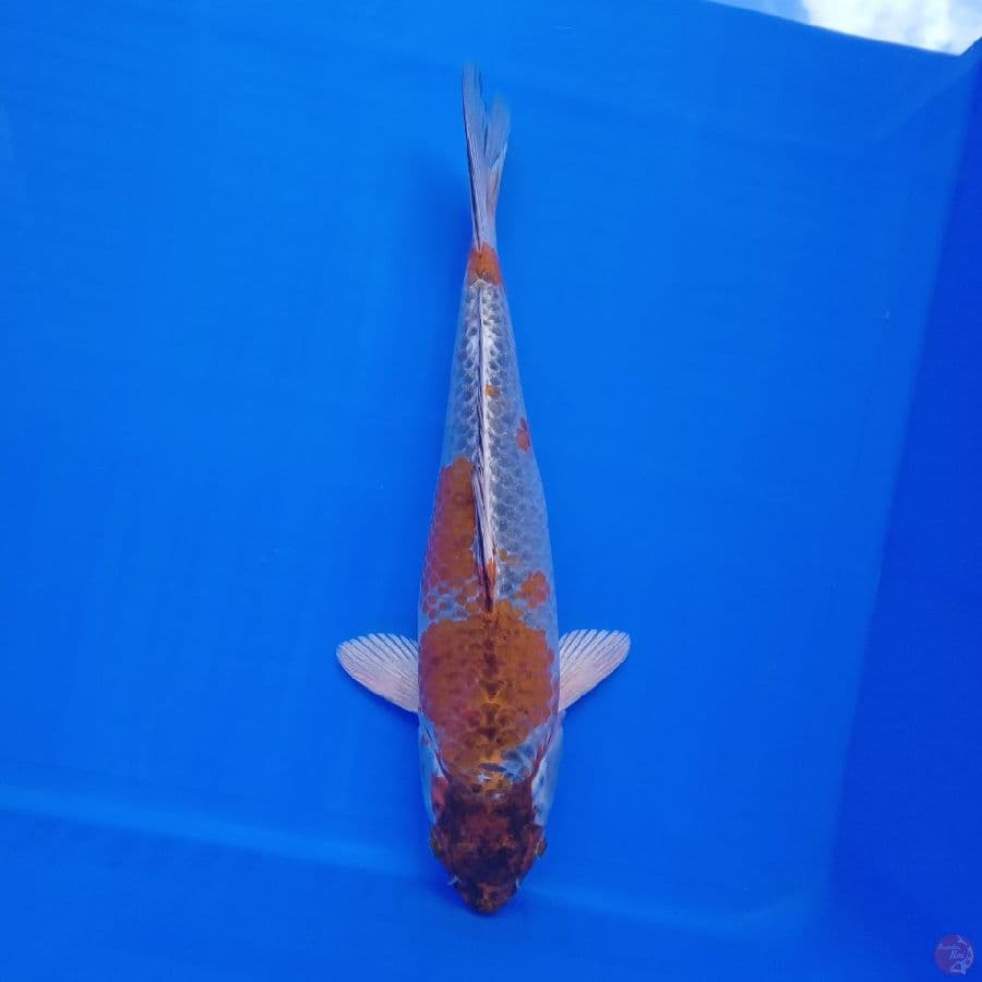 KOGANE OCHIBA RARE ORI 28CM