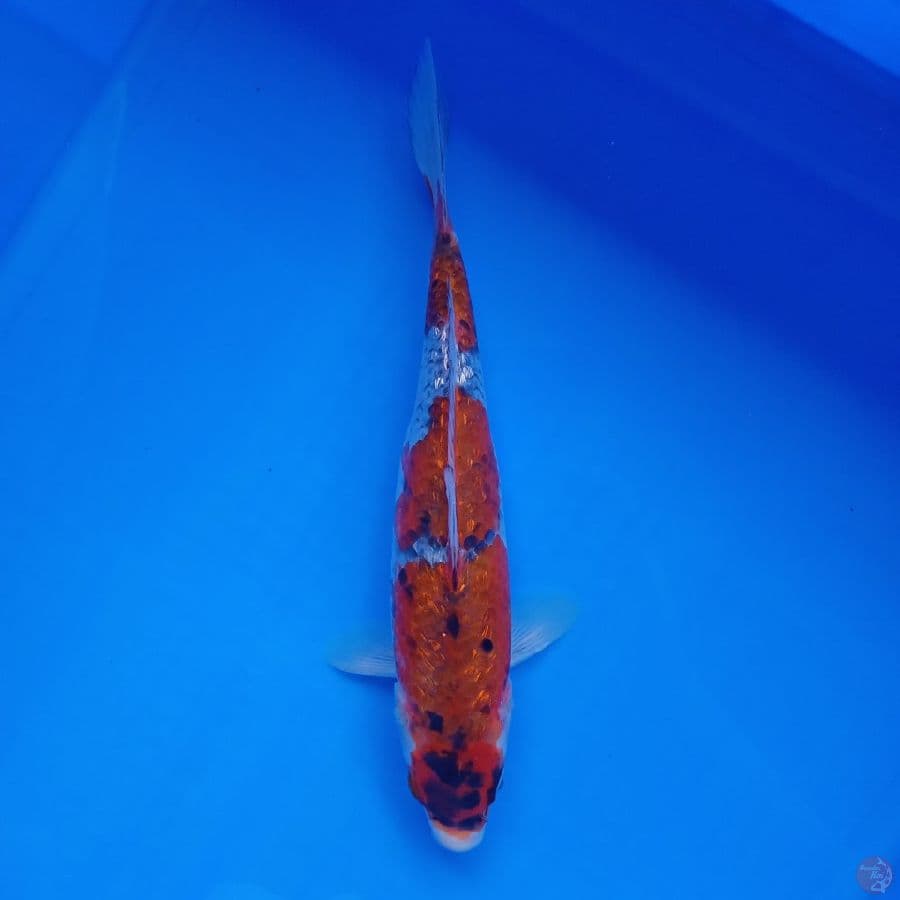 KURO GOSHIKI GINRIN 28CM