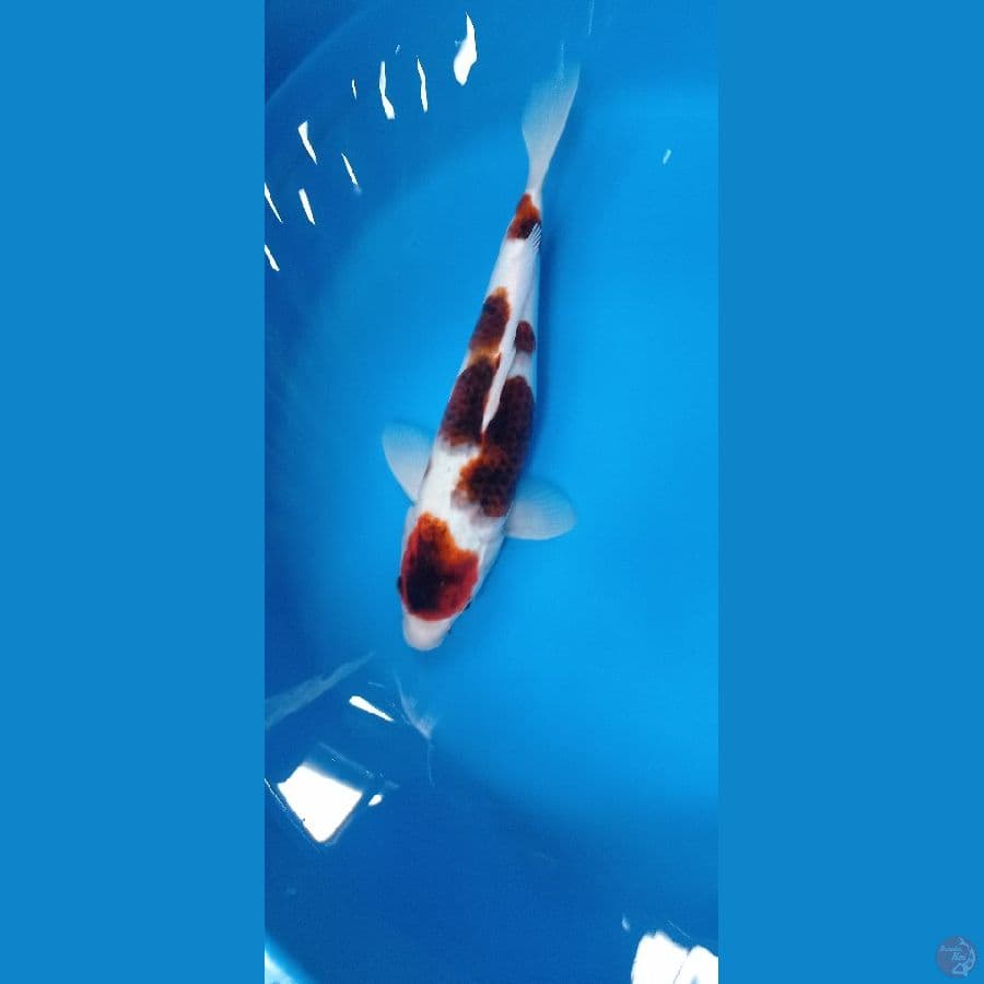 Goromo 36 cm Male ( Jantan ) 
