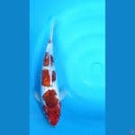 Koromo Ginrin.. 29cm™