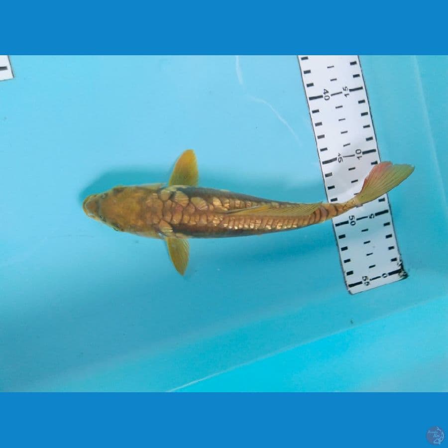 midori ragoke 23cm