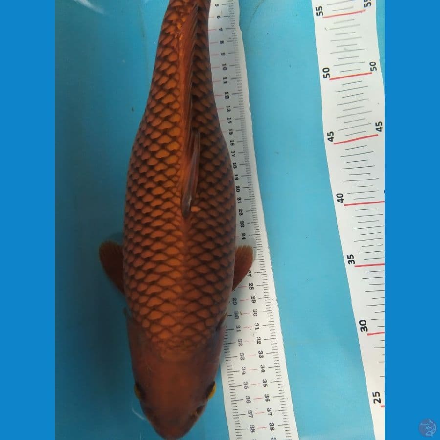 chagoi 39cm