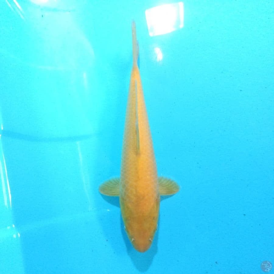 Karashi 31 cm