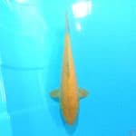 Karashi 31 cm