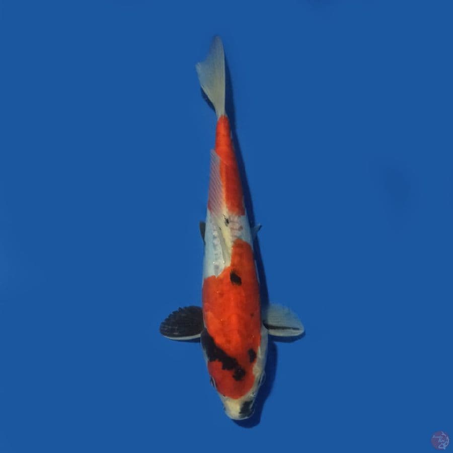 Showa Doitsu 25 cm
