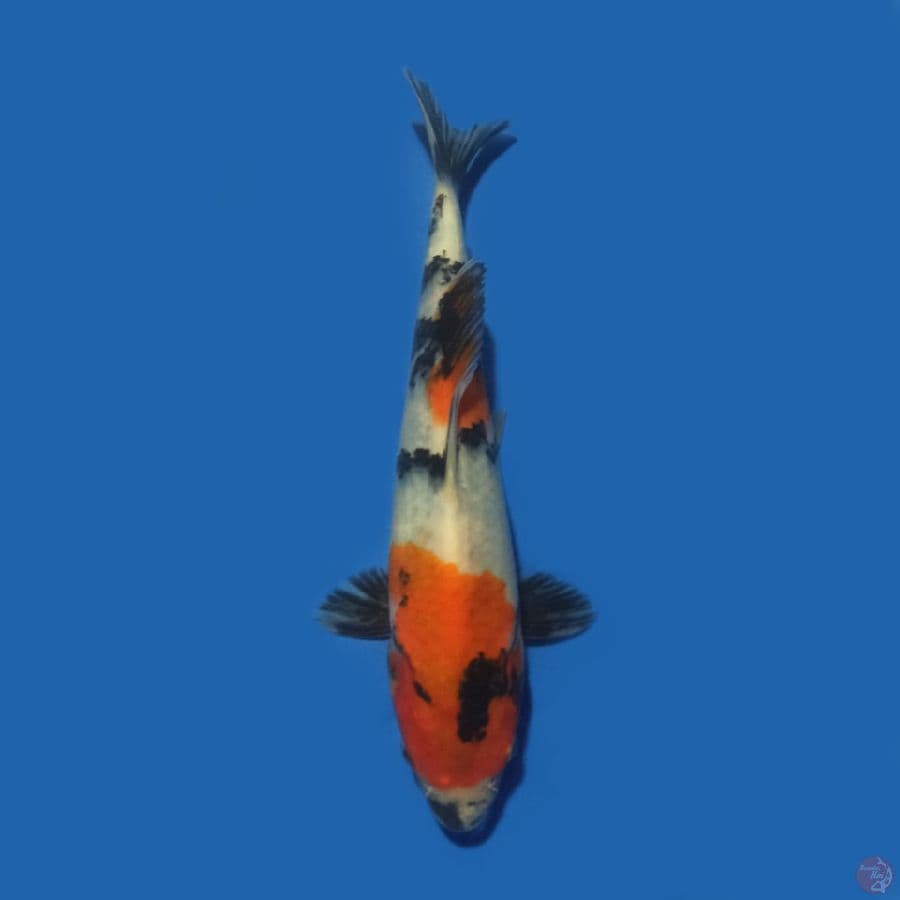Showa 21 cm