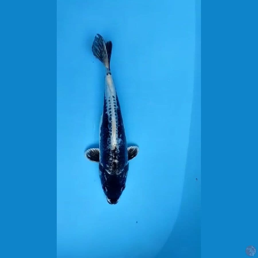 Antikan Kawarimono 31cm