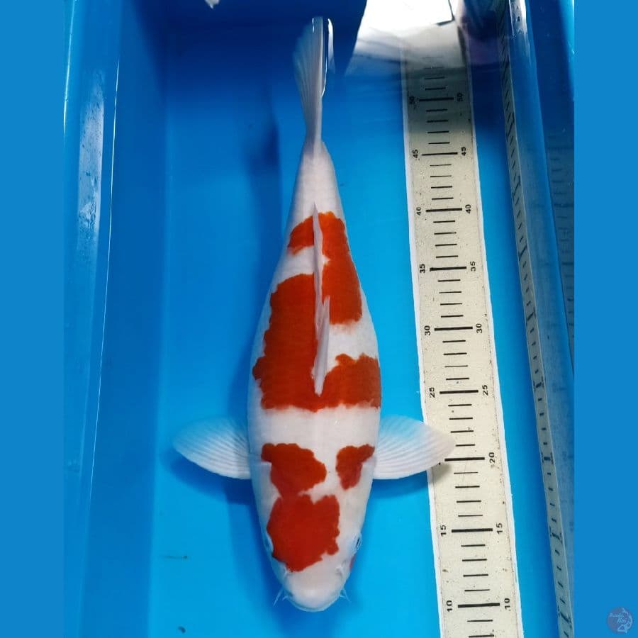 HQ ORYGINAL SHORTBODY KOHAKU 42 CM . 