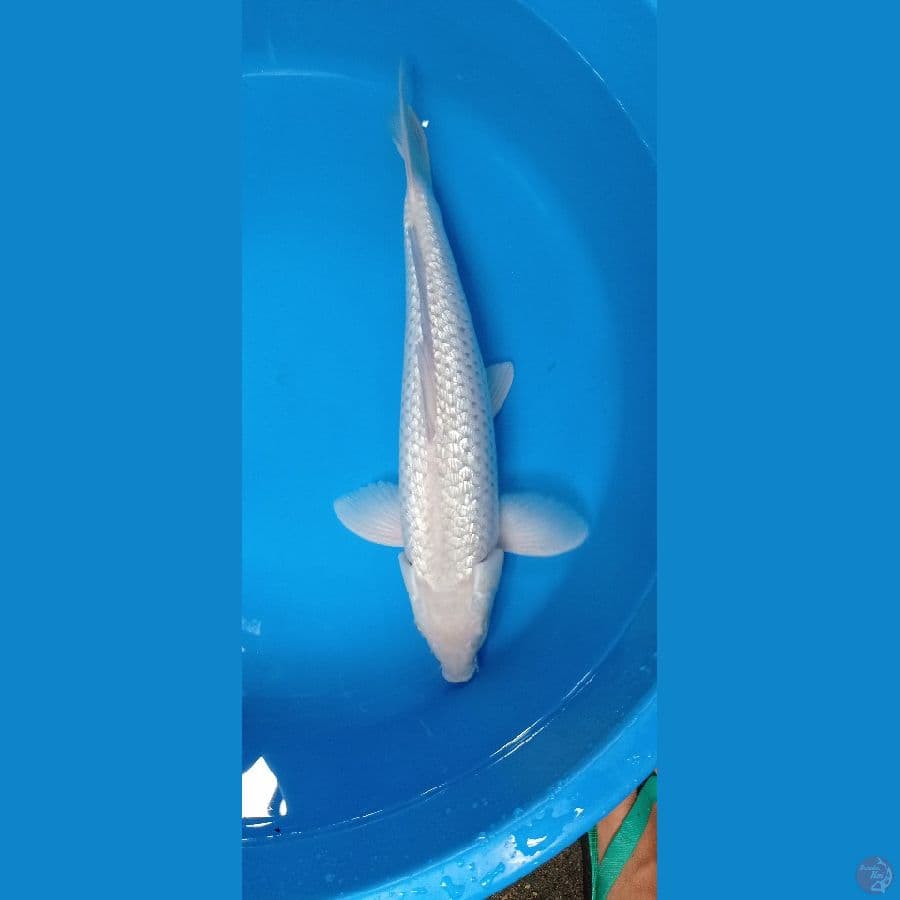 Soragoi 45bu Male ( Jantan ) 