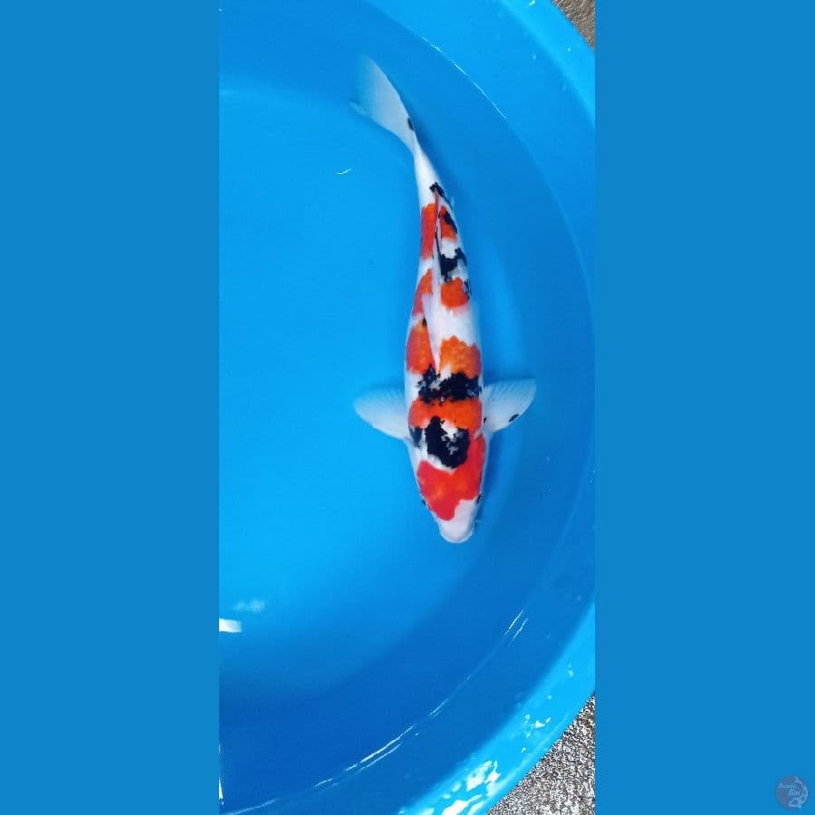 Sanke 40bu Male ( Jantan ) 
