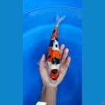 Showa Doitsu 30 cm Male ( Jantan ) 