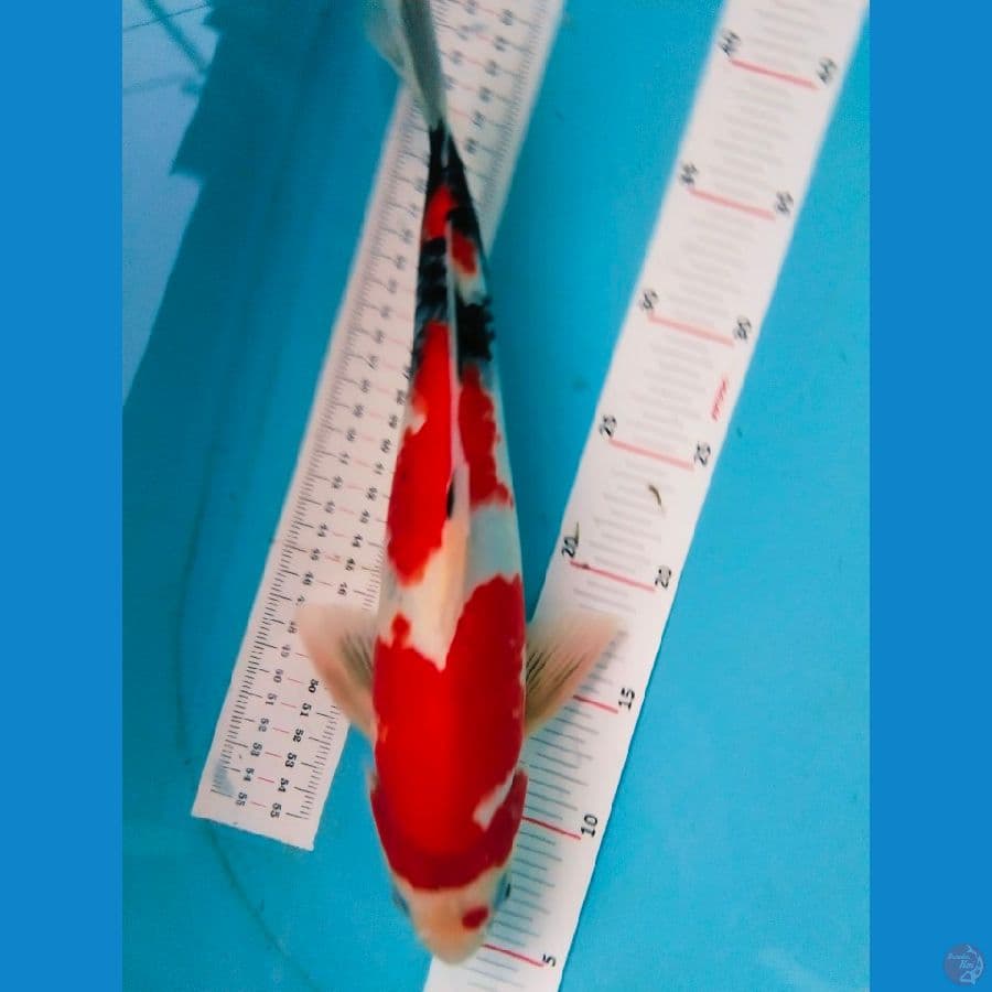 Showa 35cm