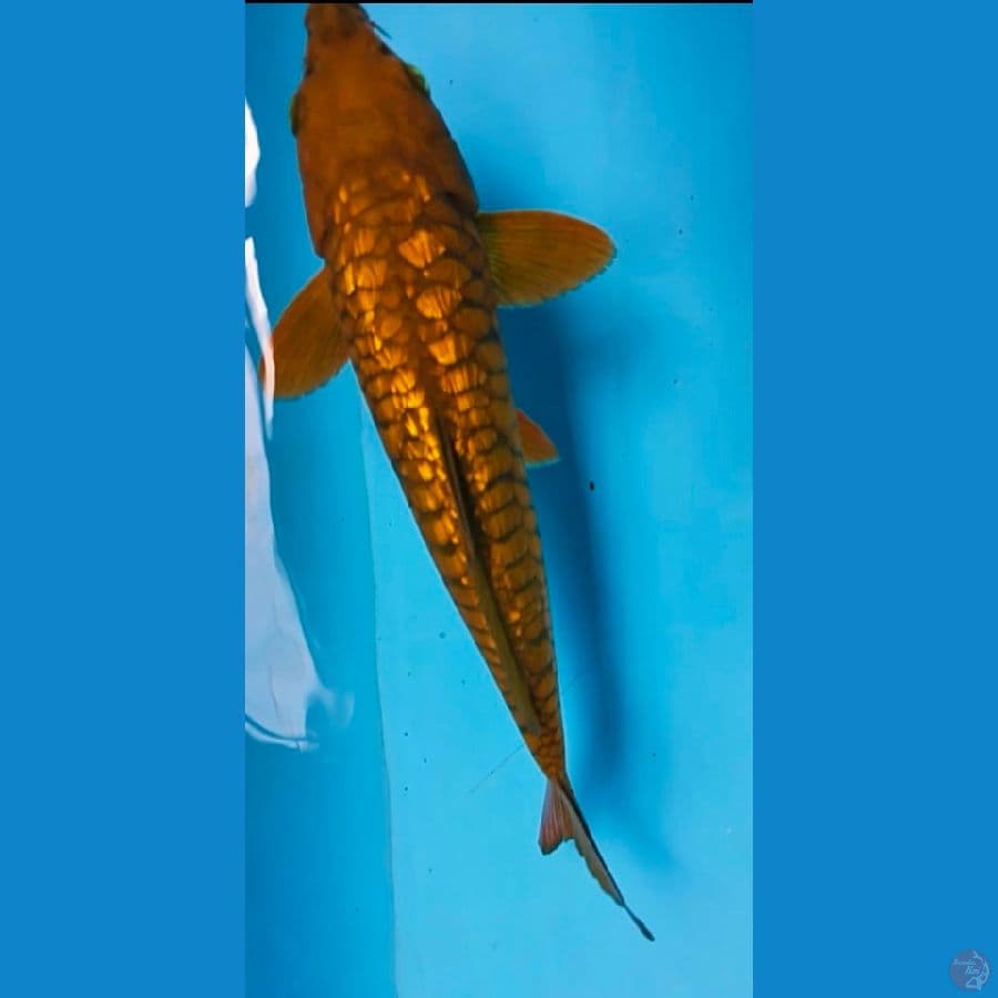 chagoi aragoke 28cm