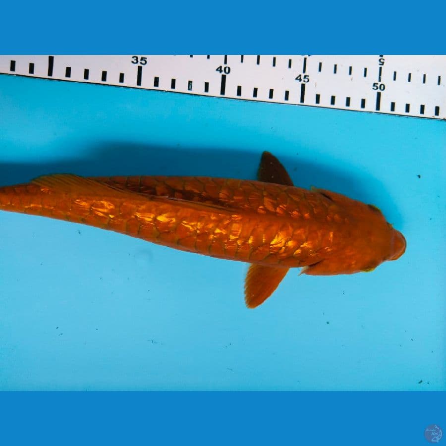 chagoi aragoke 27cm