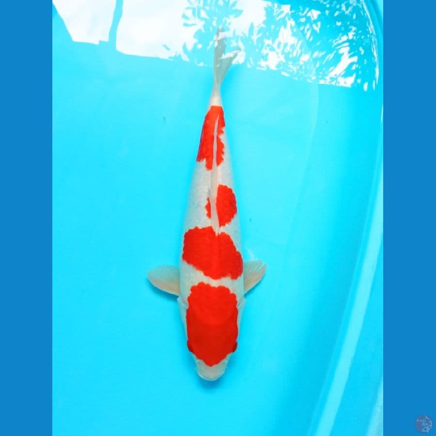 yondan kohaku 38cm 