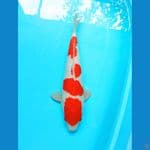 yondan kohaku 38cm 