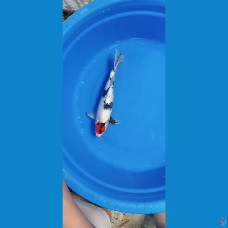 TANCI SHOWA 37 CM MALE