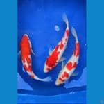 paket kohaku 26-27 cm