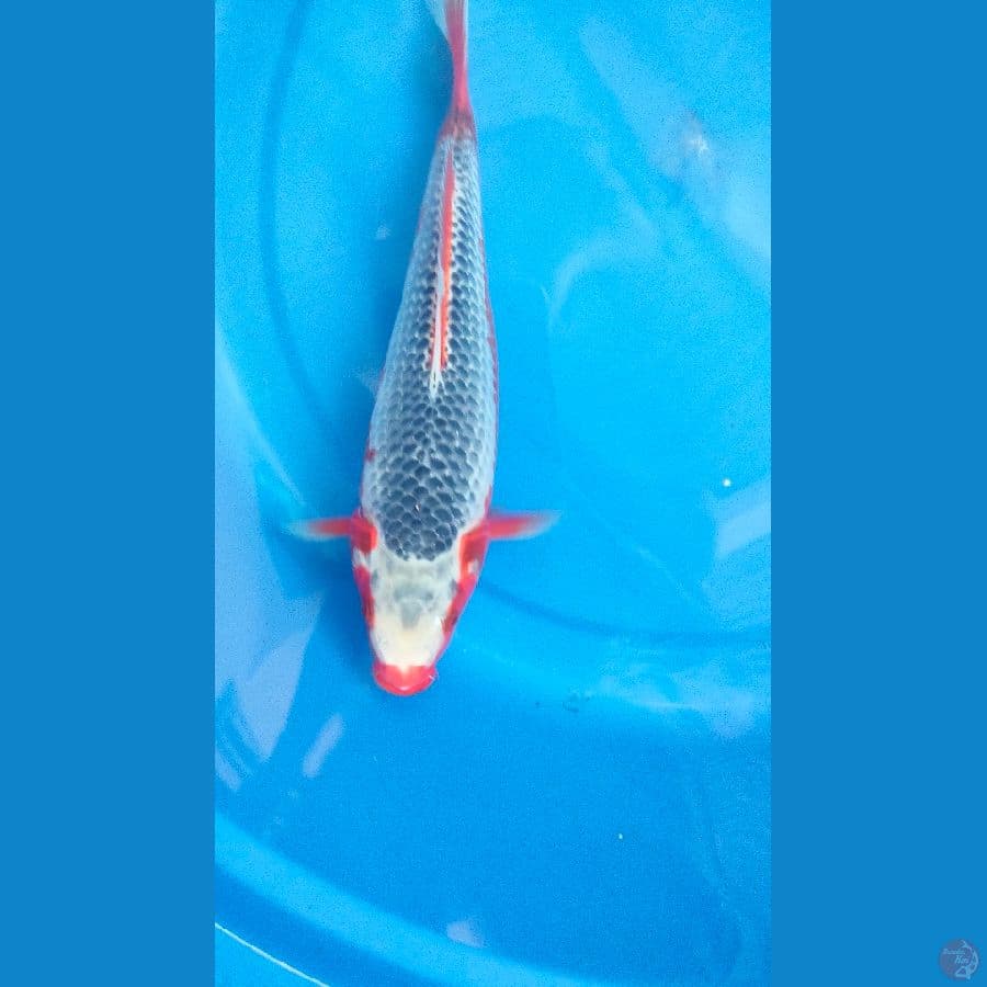 asagi SQ 28 cm 