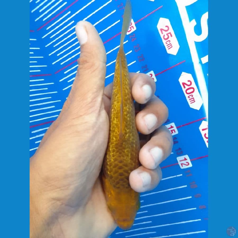 karamel gindrin 15cm