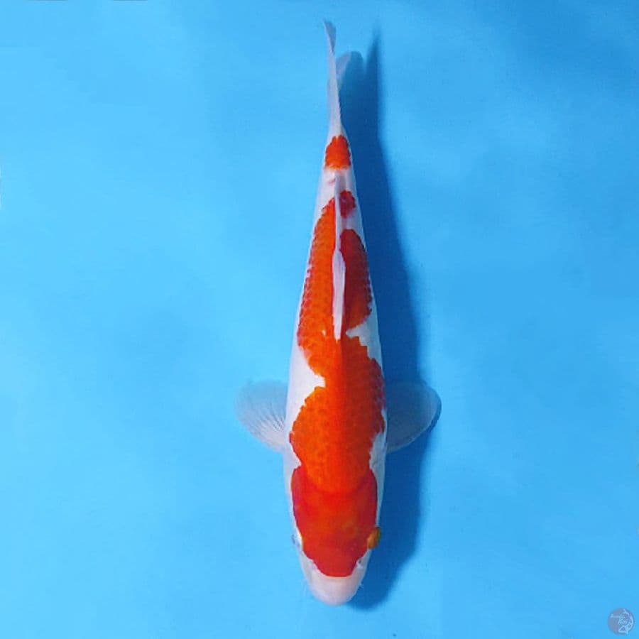 KOROMO INAZUMA 30CM FEMALE