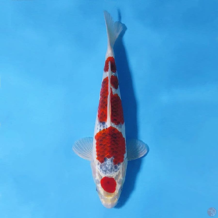 MARUTEN GOSHIKI 31CM FEMALE