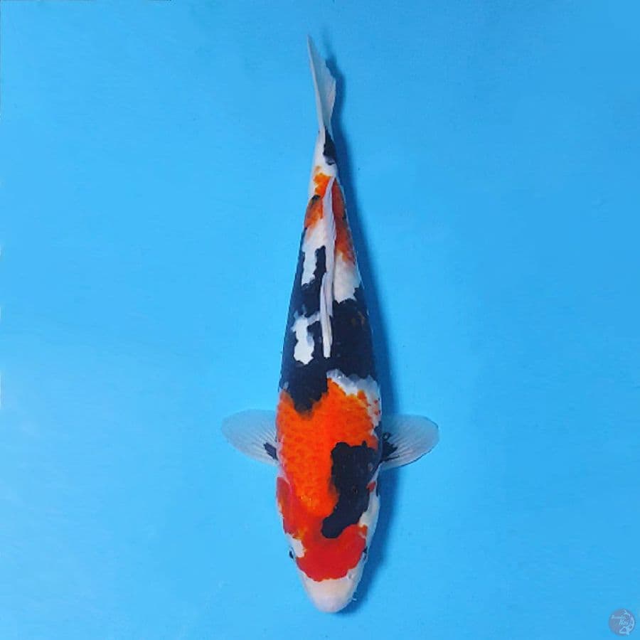 SHOWA HIGH QUALITY SUMI PEKAT 35CM FEMALE