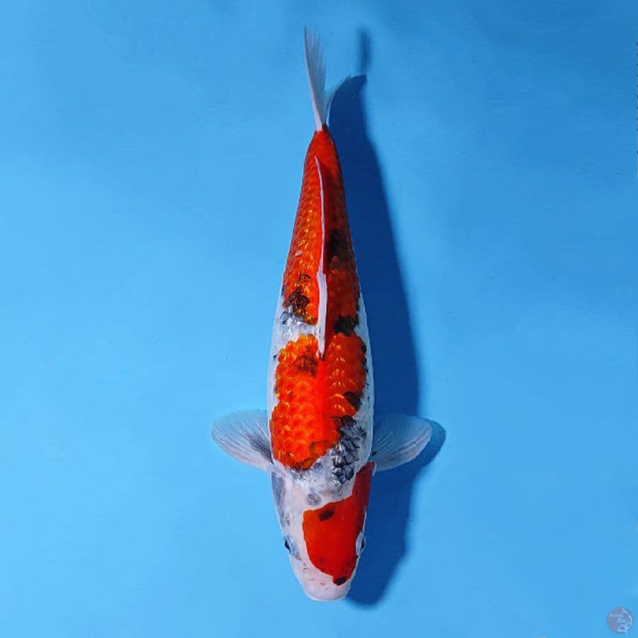 GINRIN GOSHIKI SHOWA 38CM FEMALE