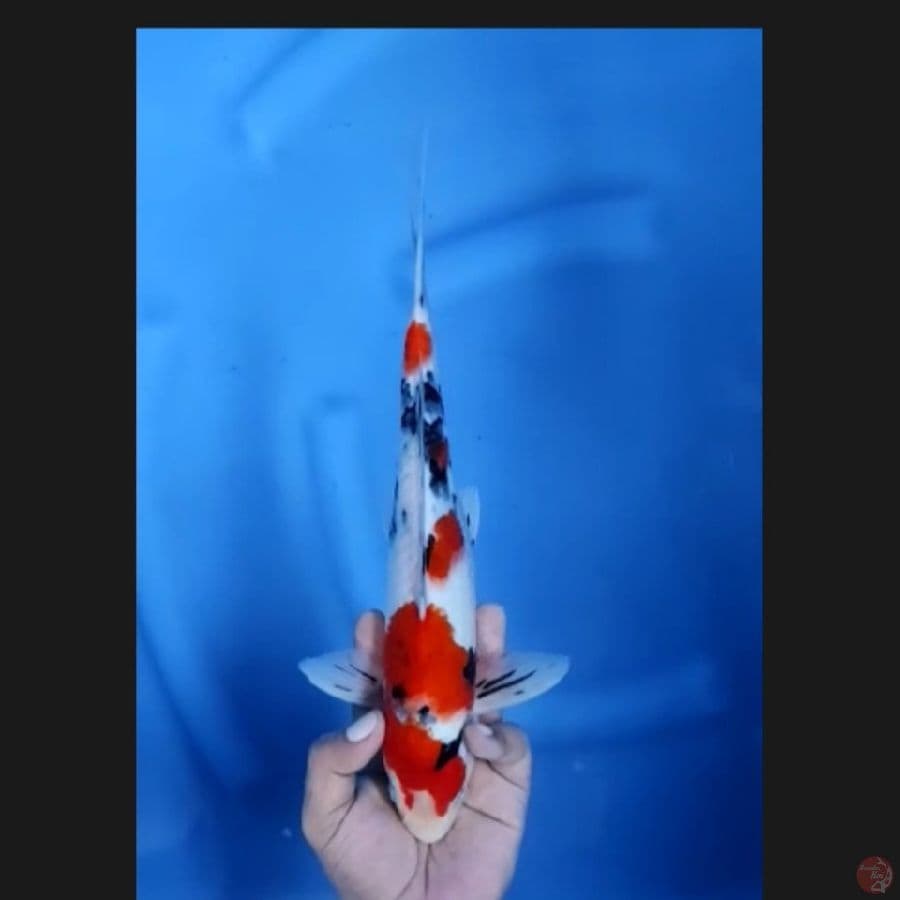 (30CM) SANKE - MALE