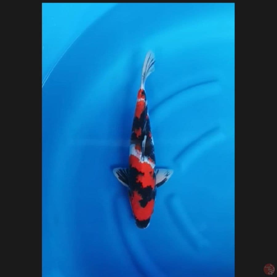 ( 44CM ) SHOWA ORIGINAL ISTIMEWA - MALE