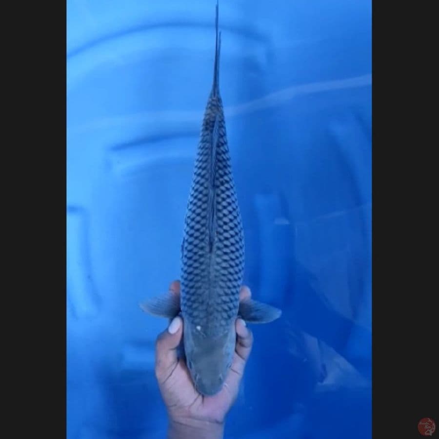 ( 40CM ) JUMBO OCHIBA - FEMALE