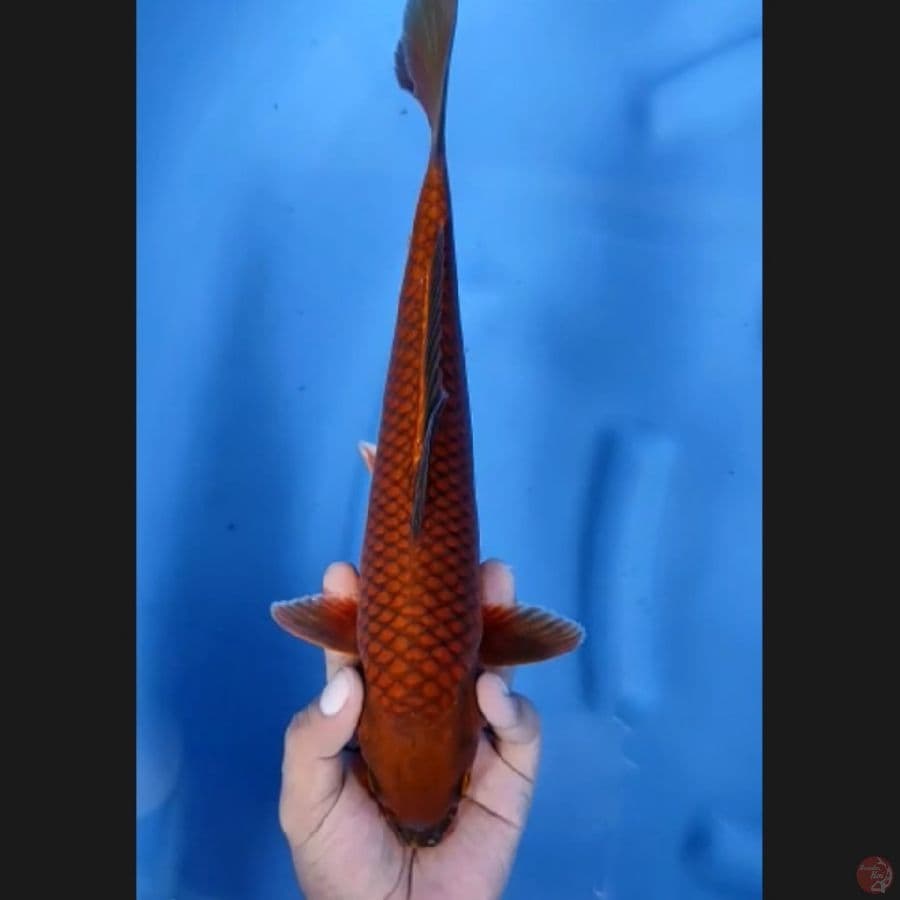 ( 33CM ) CHAGOI TEMBAGA - FEMALE