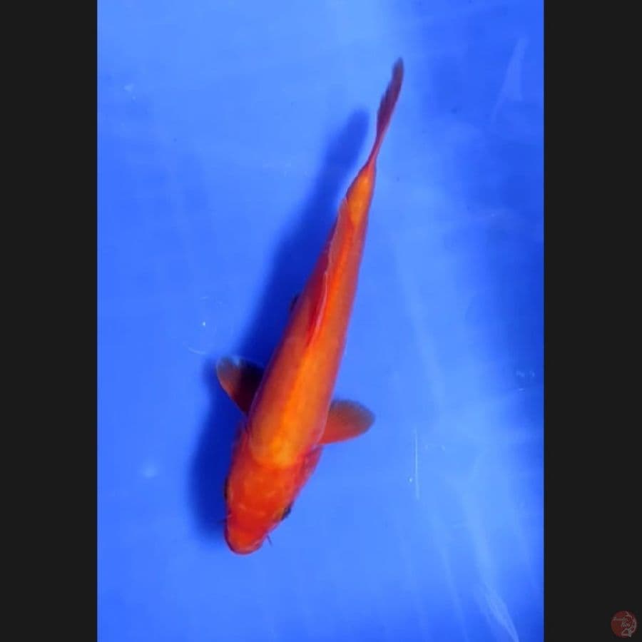 ( 20CM ) BENIGOI DOITSU TEMBUS - FEMALE