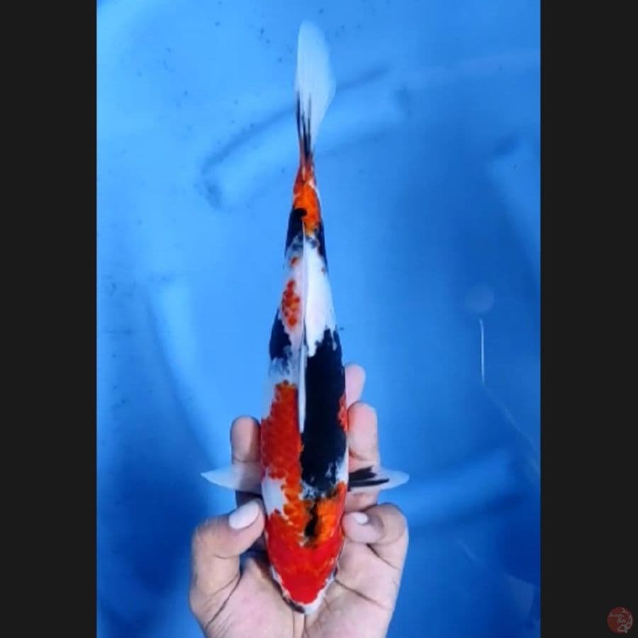 ( 26CM ) SHOWA ORIGINAL - FEMALE