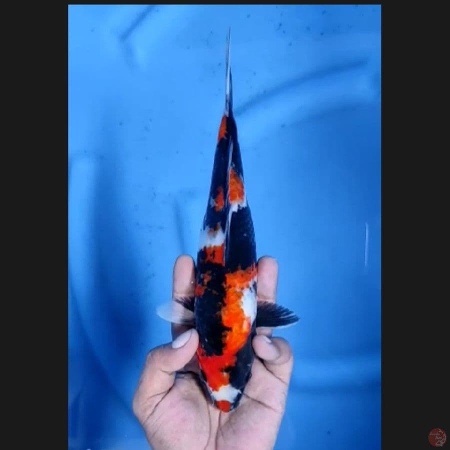( 24CM ) SHOWA MANTAP - FEMALE