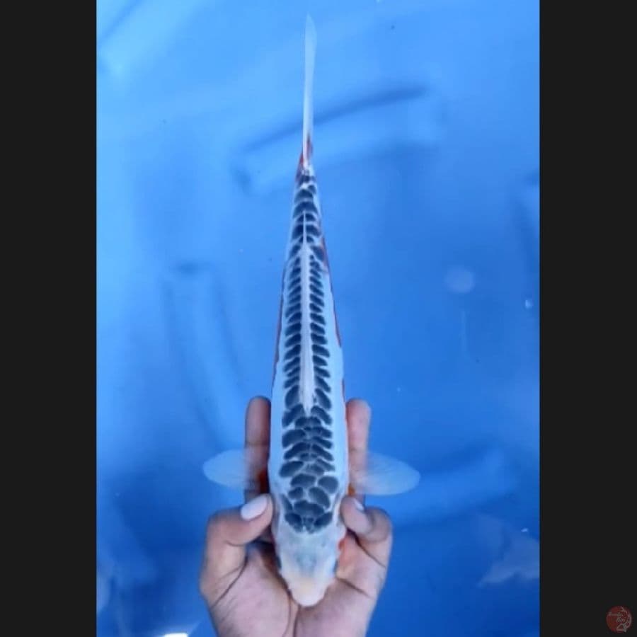 ( 31CM ) SHUSUI ISTIMEWA - FEMALE