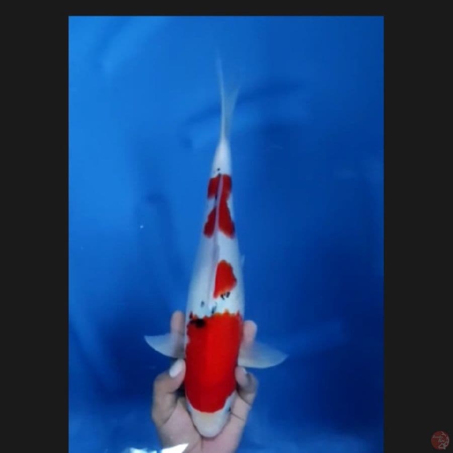 ( 35CM ) ORIGINAL STRONG - FEMALE