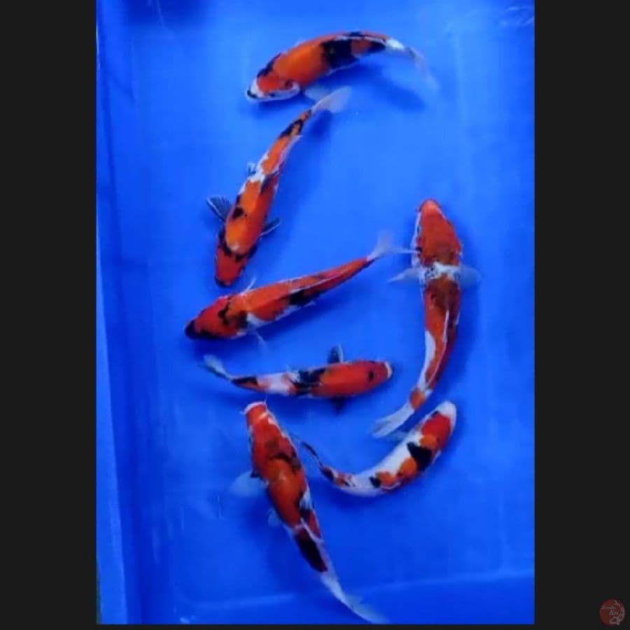 ( 17-22CM ) PAKET 7 EKOR SHOWA