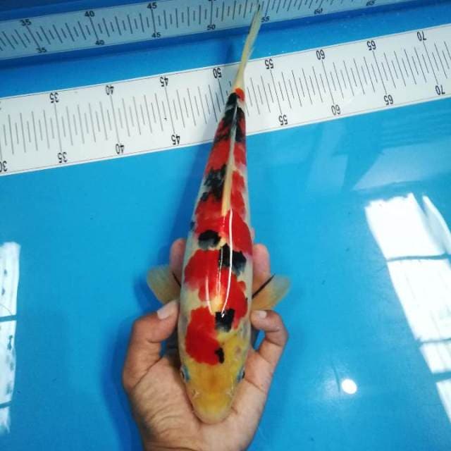 HQ 34.5cm Sanke Stroong