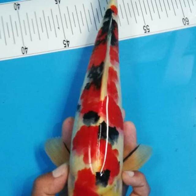HQ 34.5cm Sanke Stroong