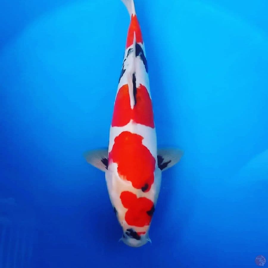Doitsu Showa 37 cm