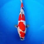Doitsu Showa 37 cm