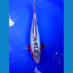 shusui 33 cm