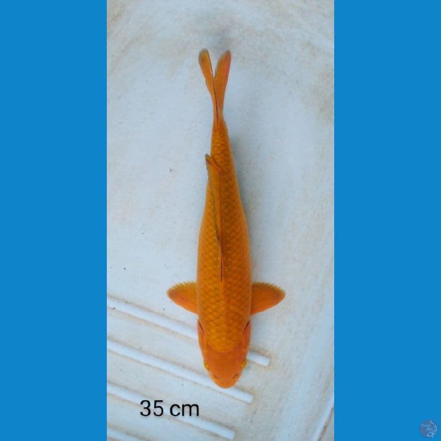 karamel male punuk 35 cm