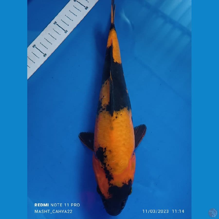 utsuri 28 cm