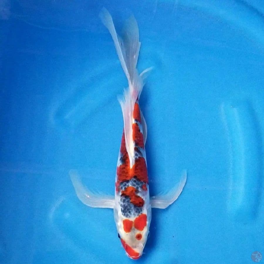 KUMPAY GOSHIKI 30 CM