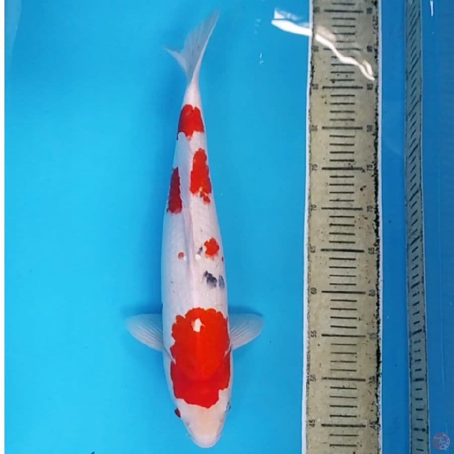 Sanke Jumbo ~47 F